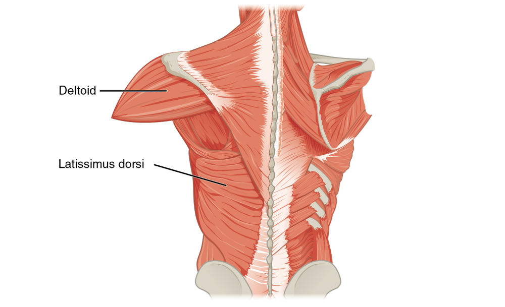 v taper muscles